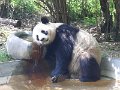 Pandas (055)